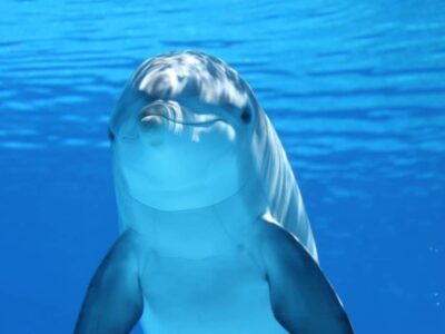 dolphin underwater 1024x683