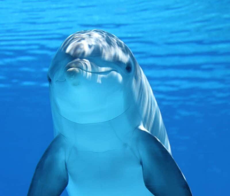 dolphin underwater 1024x683